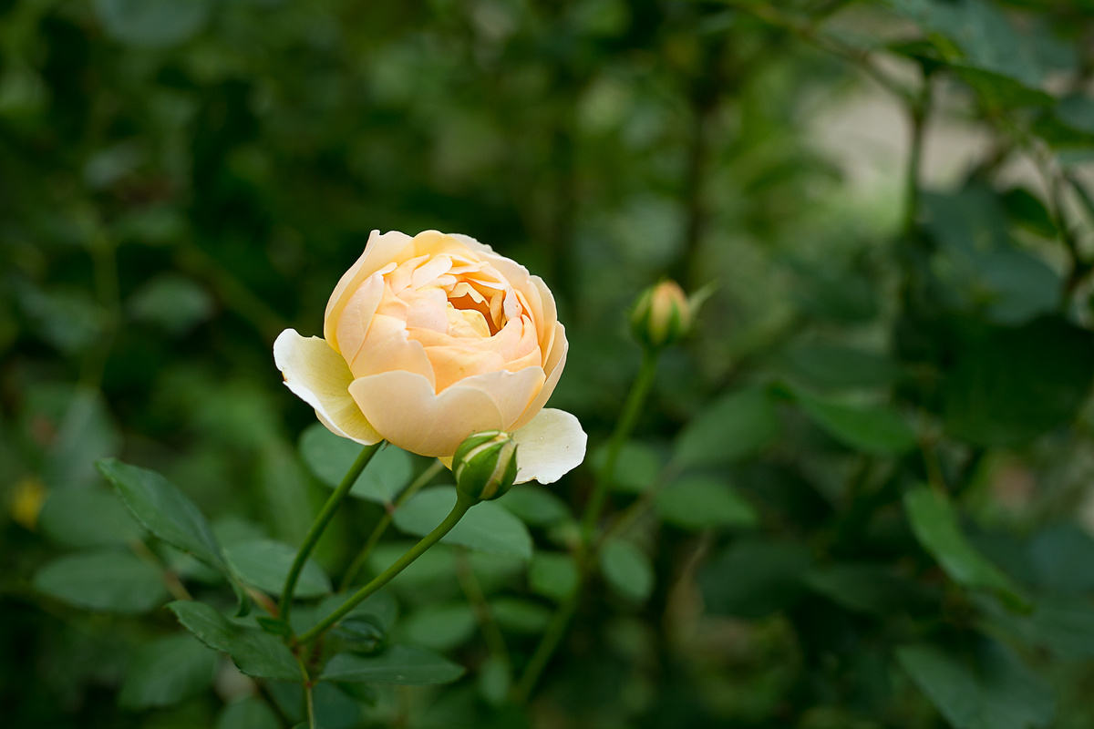 Роза Jude The Obscure. Автор фото Елена Якимова / Greenfingers