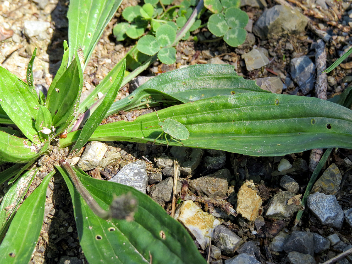 Длина тела гурмана от 11 до 16 мм, что делает его достаточно заметным насекомым в огороде. Фотография: GT1976, CC BY-SA 4.0
