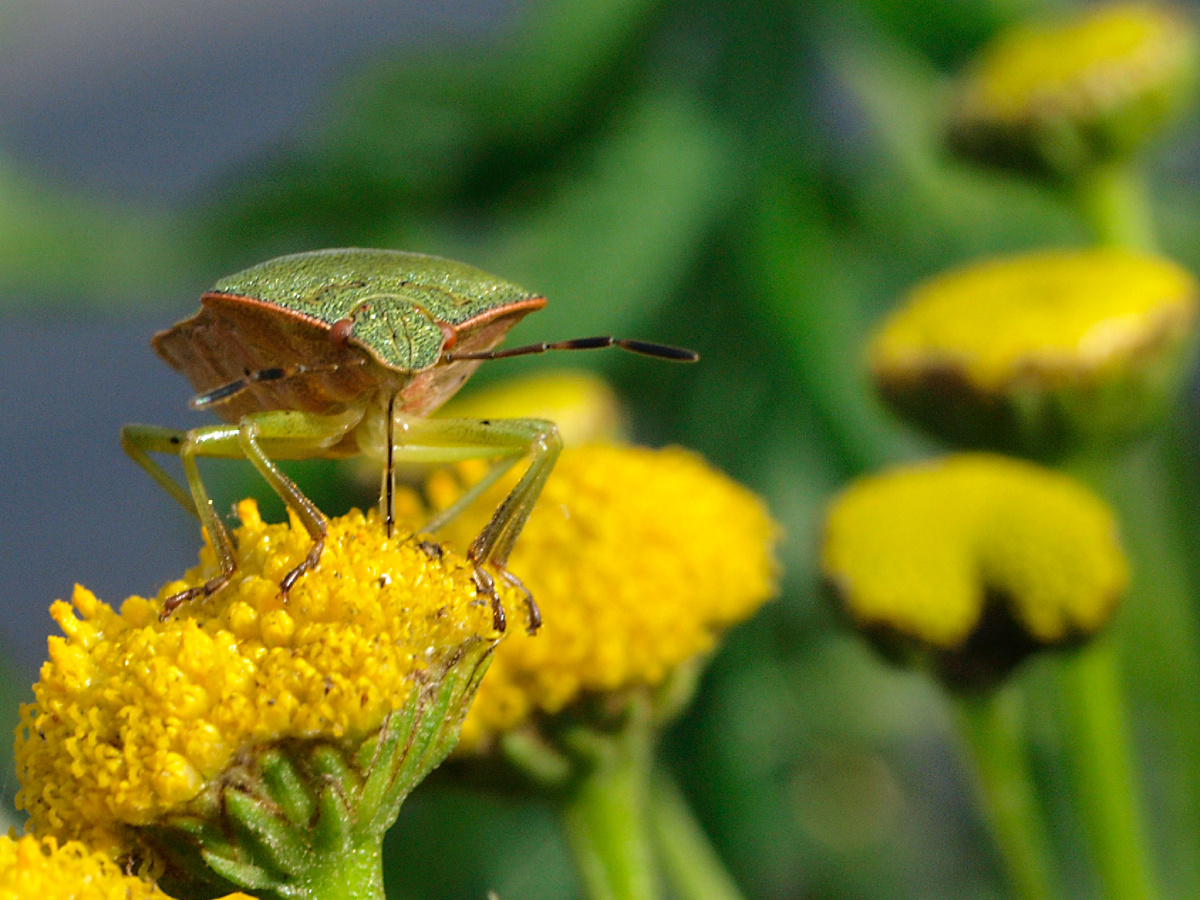Учёные мужи заявляют: наличие всего 3% зерен, поврежденных клопами-щитниками, может сделать всю партию муки непригодной для хлебопечения. Родственный ему клоп «вредная черепашка» (научное название, если что!), в случае массового размножения способны снизить урожай зерновых на 50% и более! Фотография: Line Sabroe, CC BY 2.0