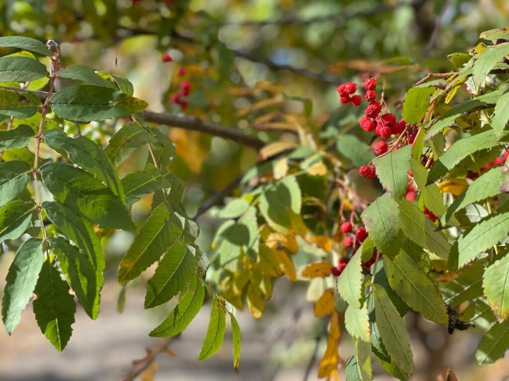    Константин ТЕРЕХОВ