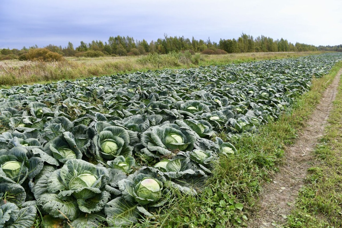    Фото: «Республика» / Оксана Кудряшова