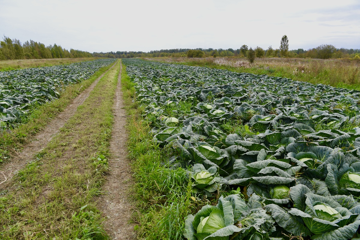    Фото: «Республика»/Оксана Кудряшова