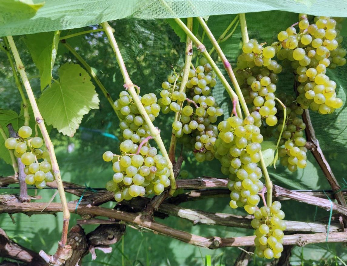 Сорт винограда Солярис