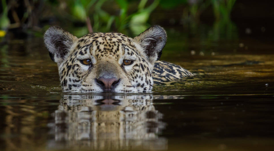   Thomas Fuhrmann / Wikimedia Commons / CC BY-SA 4.0