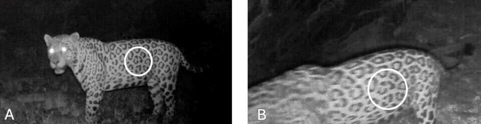   Lucas Gonçalves da Silva et al. / bioRxiv.org