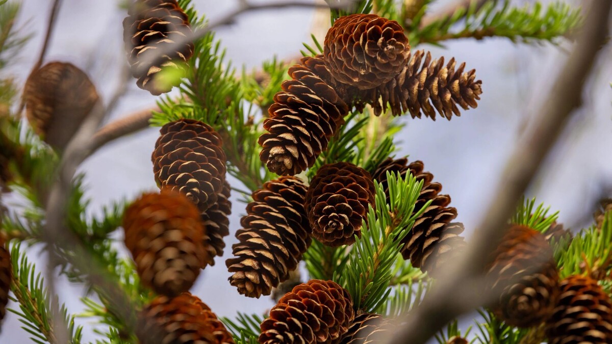   Фото: Федор Воронов/«Ямал-Медиа»