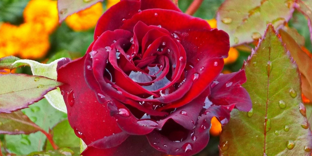 Когда обрезать бутоны на розе осенью и почему эта чеканка так важна