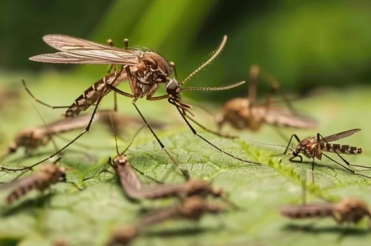    Зоолог рассказал, насколько опасны новые виды комаров, появившиеся в Крыму