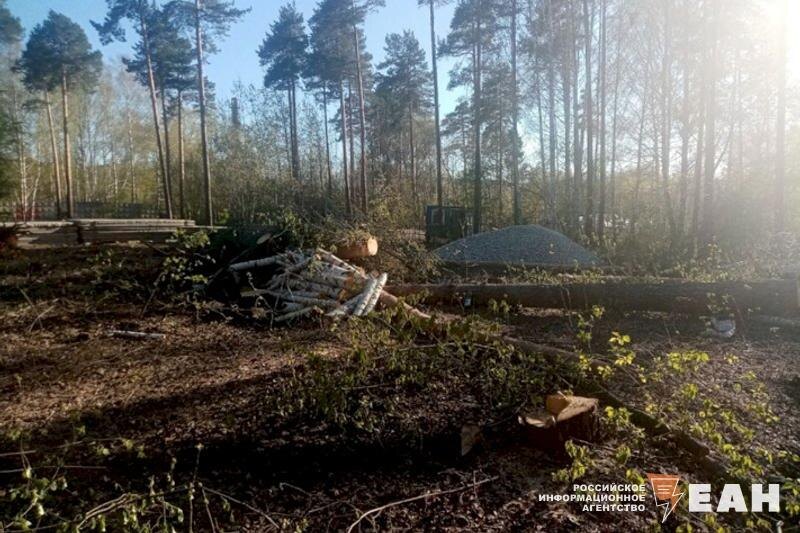    ЕАН / Заросшее лесом поле