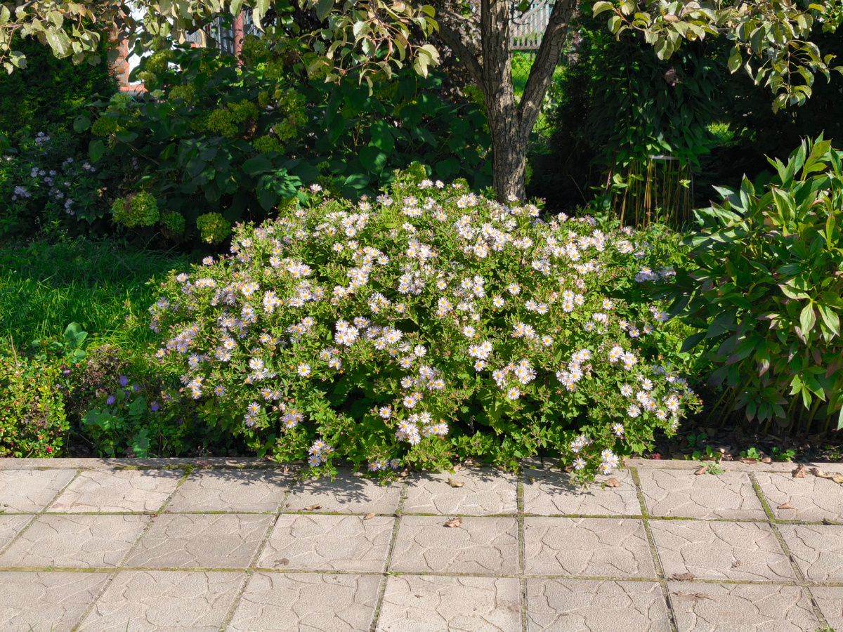 Астра агератовидная "Асран".