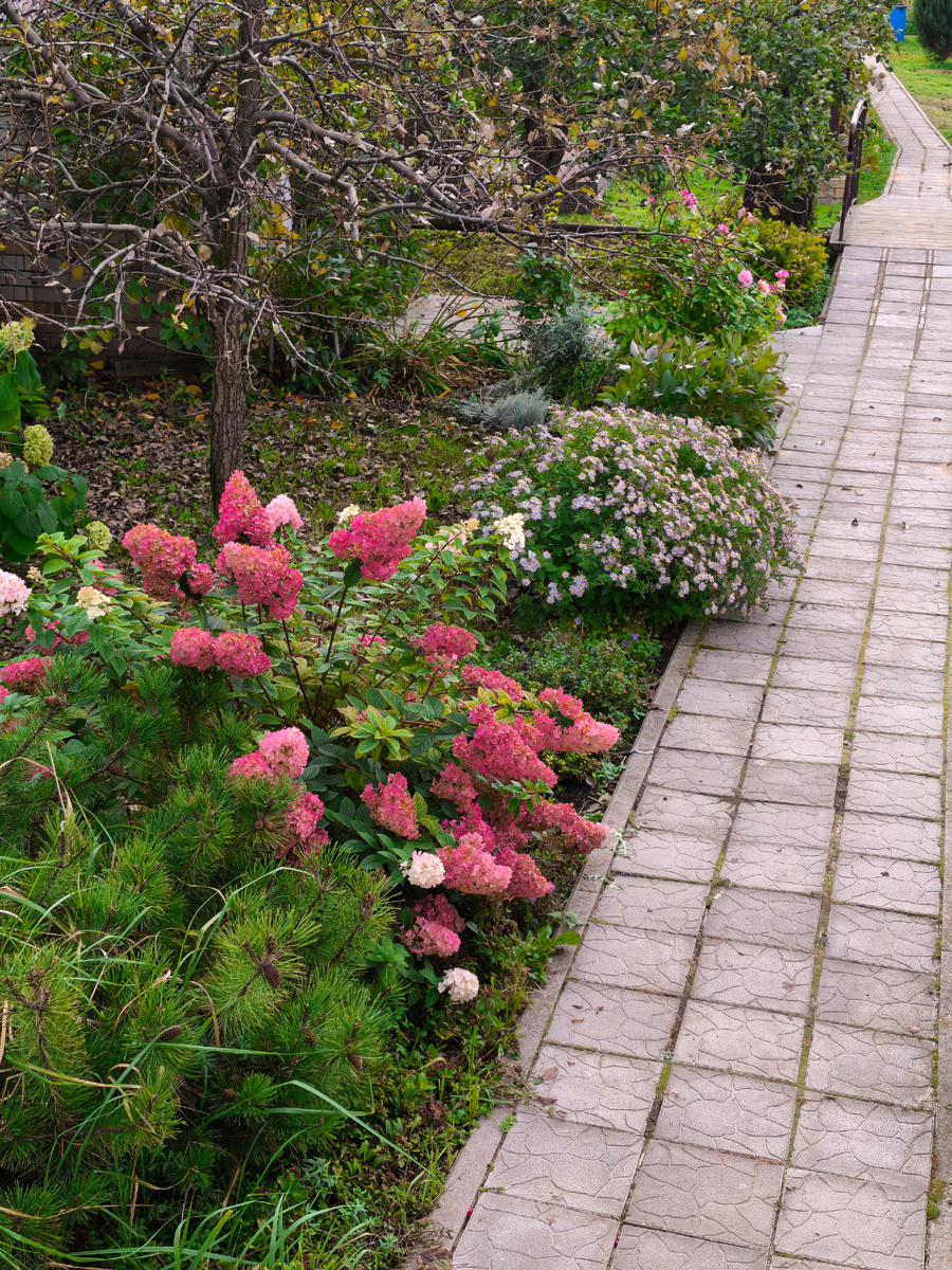 Астра агератовидная "Асран".