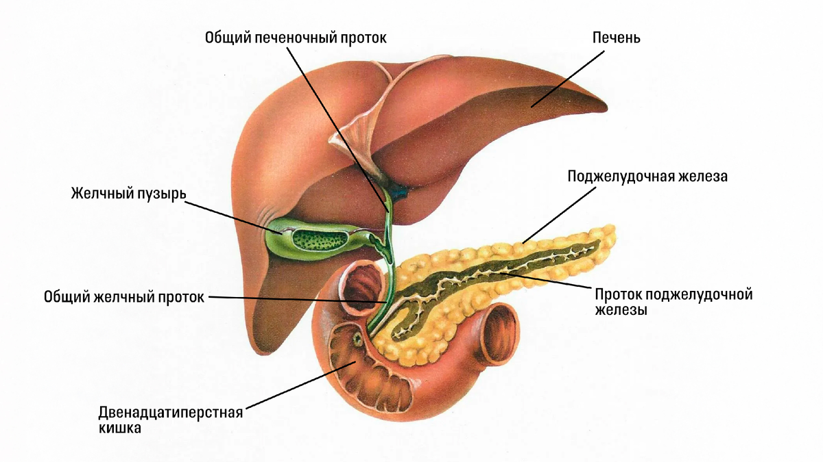 Схема работы желчного пузыря и поджелудочной железы