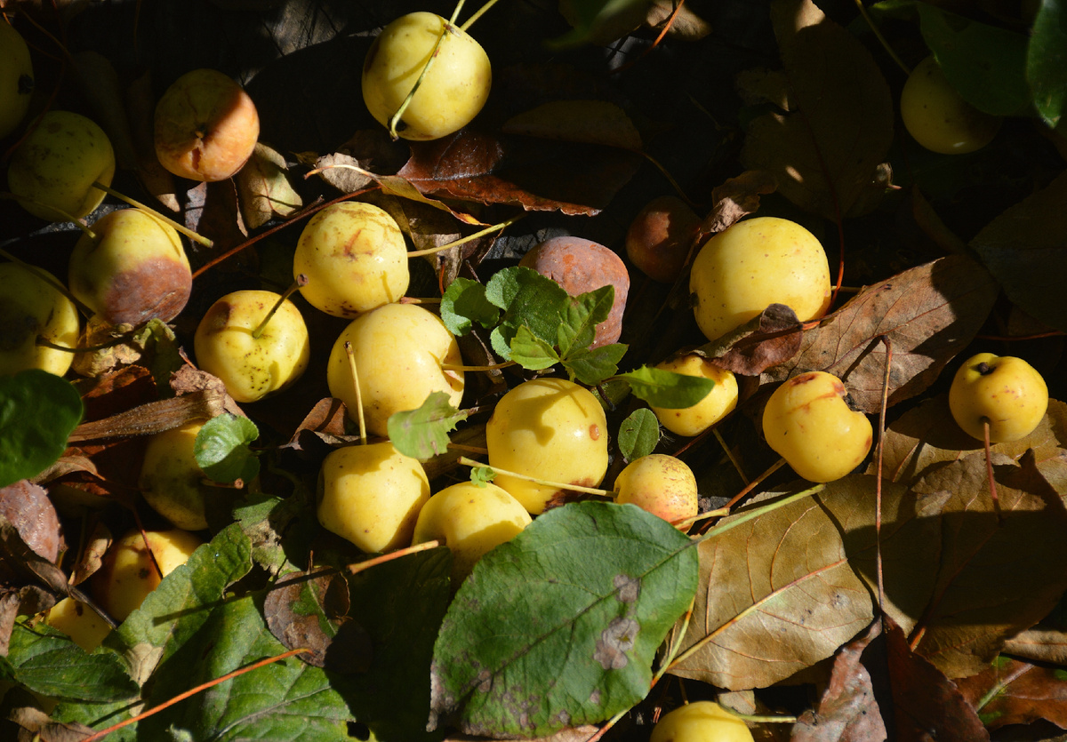 Все фотографии в статье мои