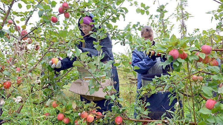    Фото: Пресс-центр Минсельхоза Челябинской области