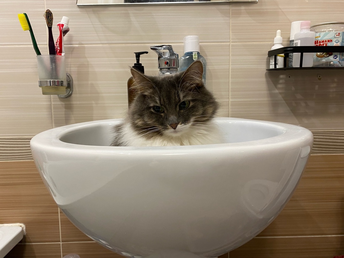    Настоящая причина, по которой большинство кошек боятся воды - правда, о которой мало кто говорит