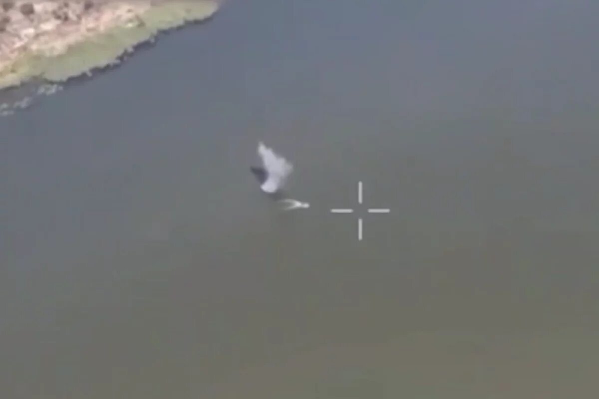    Липовой: ВС РФ разбили диверсантов ВСУ на Днепре - новость СВО 17 сентября