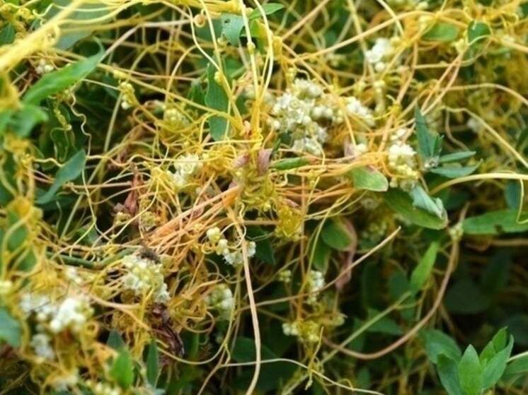    Фото Управления Россельхознадзора по Курской и Орловской областям