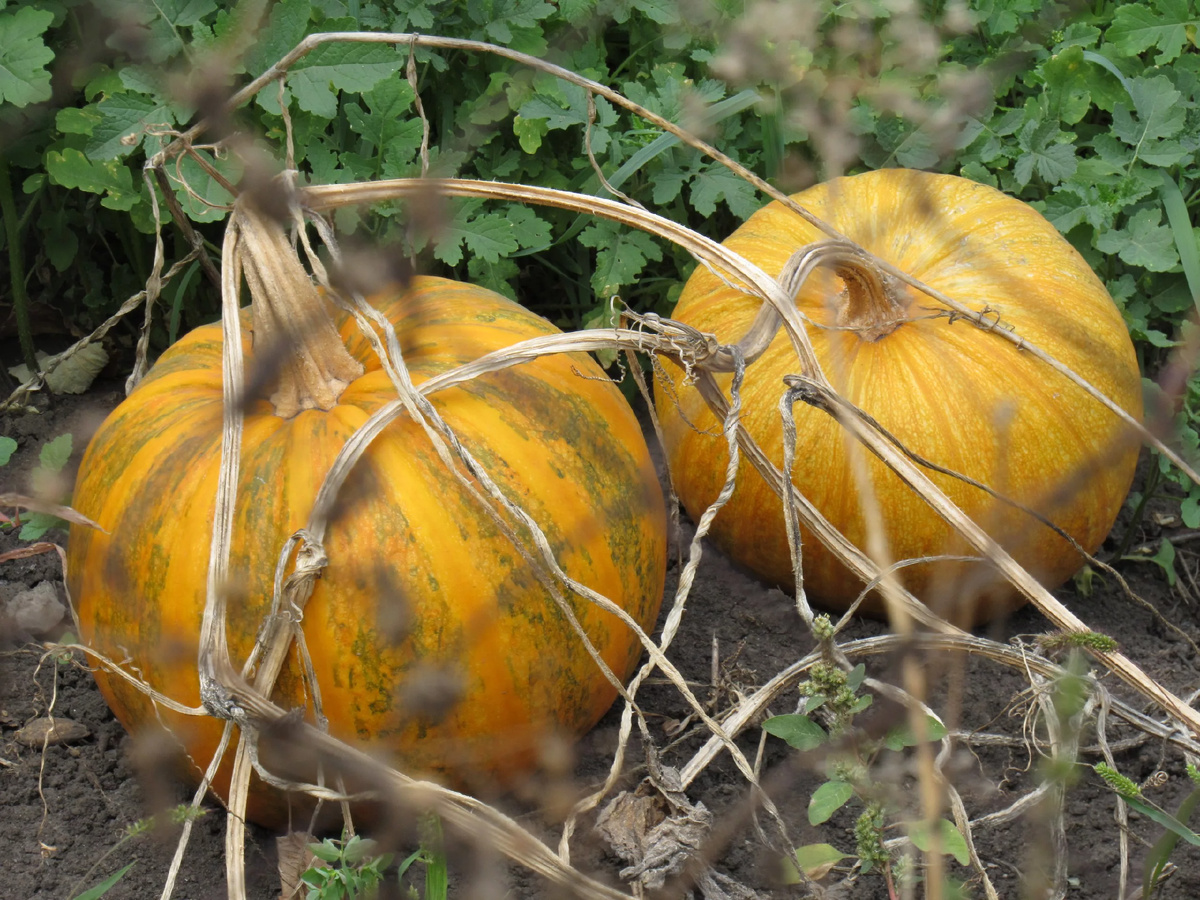 Собираем урожай вовремя: когда убирать тыкву и как определить её спелость на грядке