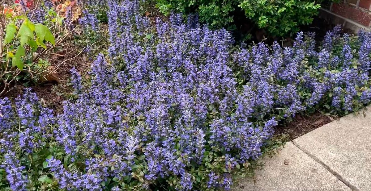 Живучка ползучая (Ajuga reptans)