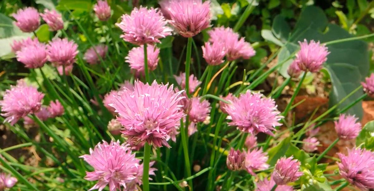 Лук-шалот (Allium schoenoprasum)