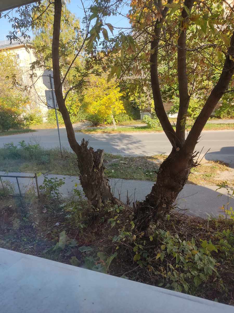 Фото из рабочего окна