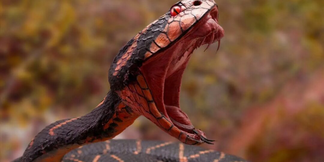 Самые Агрессивные и Опасные Змеи планеты!