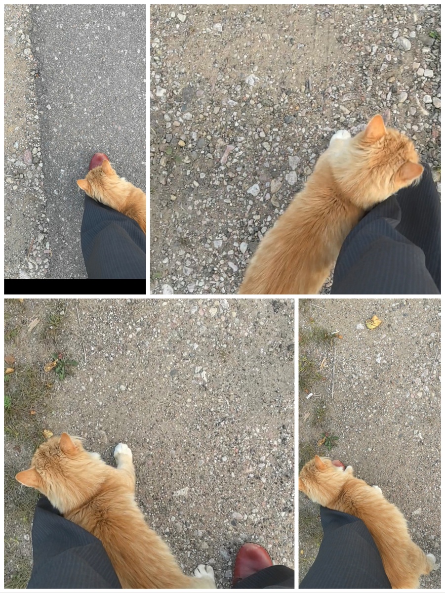 Попробуй, обойди! 