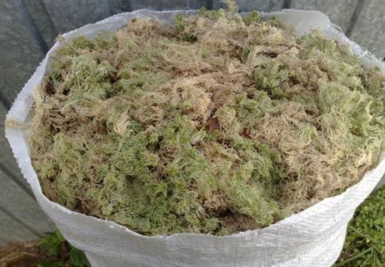    Фото: Приморское межрегиональное управление Россельхознадзора