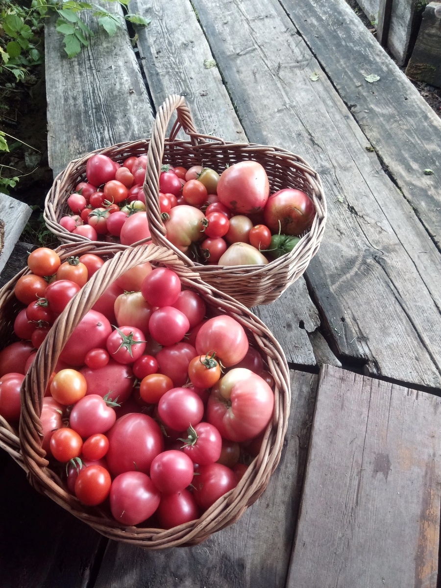    Добавляю к помидорам копеечную приправу из СССР. Соседки наперебой спрашивают рецепт после дегустации моих заготовок