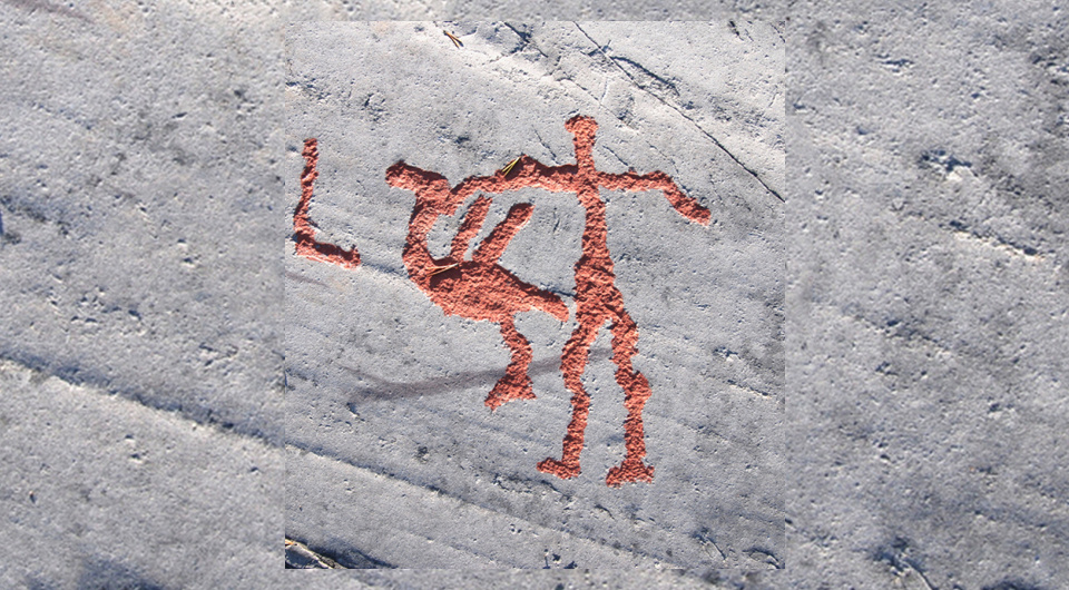   K. Tansem; Tim Birkhead and Robert Montgomerie / Ibis, 2025