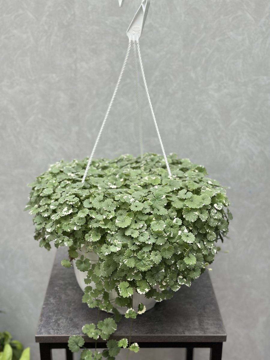 Будра Плющевидная в кашпо