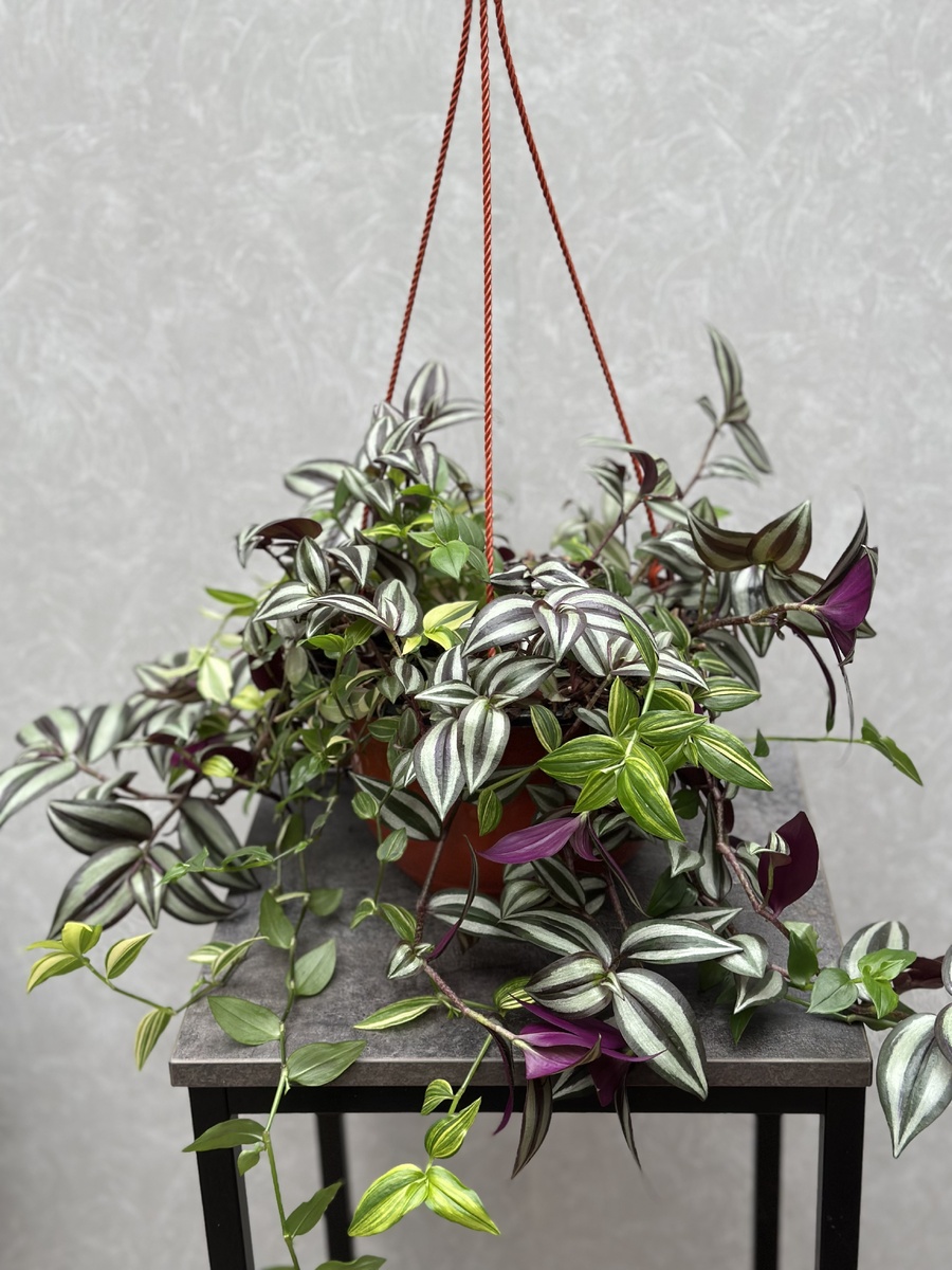 Традесканция