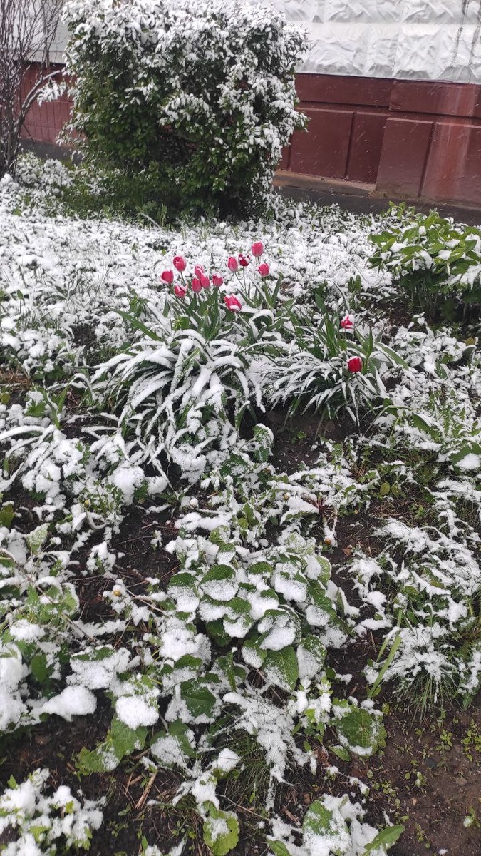 Клумба, 7 мая 2024 года