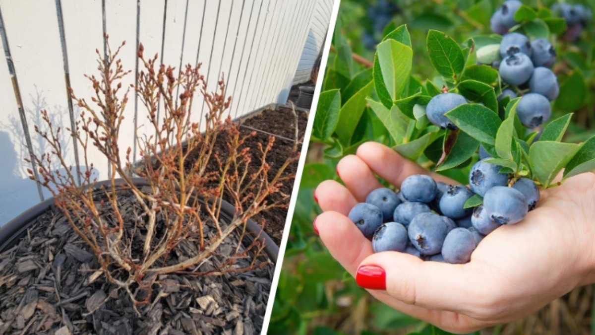 Голубика осенью