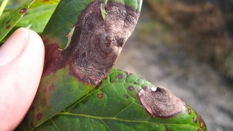 Болезни голубики