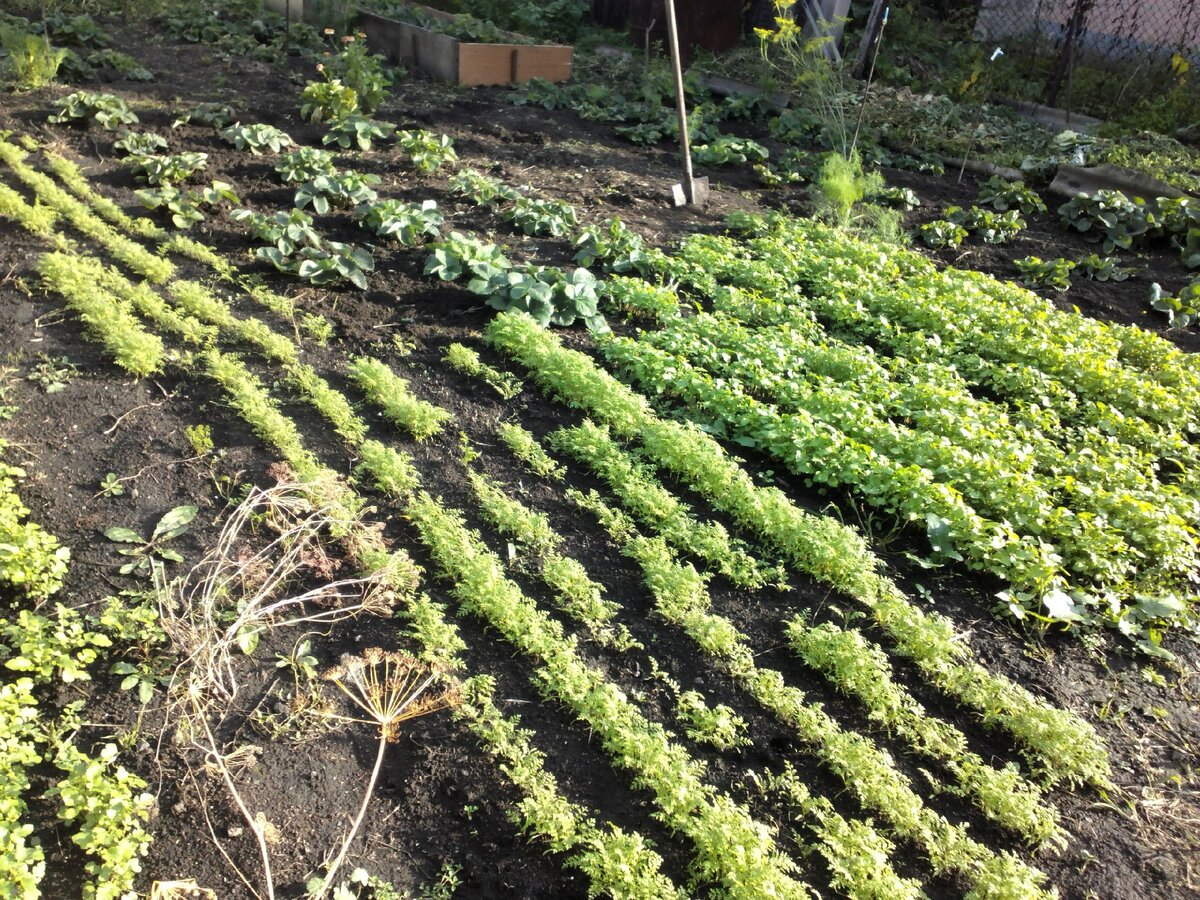 Сеяла фасоль и горчицу после лука и чеснока, фото автора