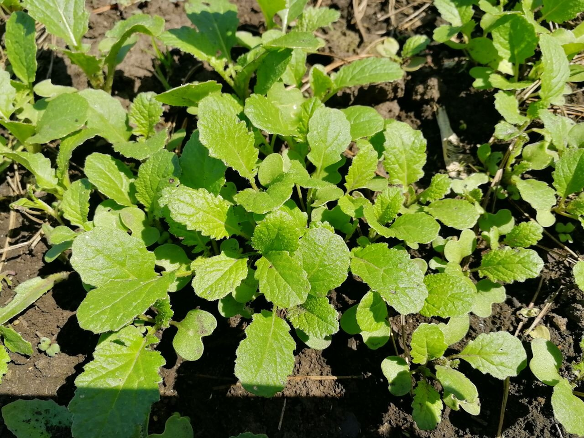 Вот такой успевает вырасти весной, до картошки, белая горчица, фото автора