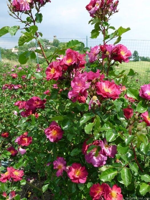 Роза флорибунда вайлд ровер
