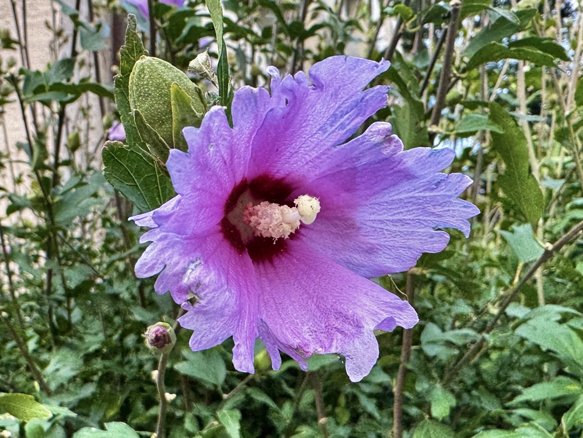 Красавица. Фото автора.