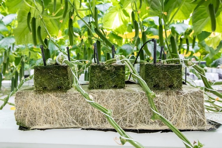    Фото: ТЕХНОНИКОЛЬ