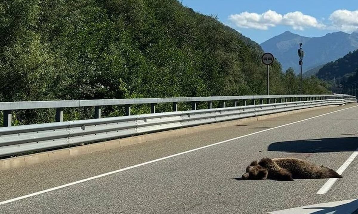    Фото t.me/sochitop1