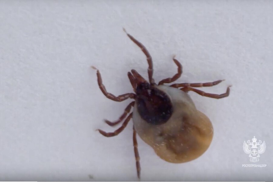    Фото: управление Роспотребнадзора по РМЭ, источник: potokmedia.ru