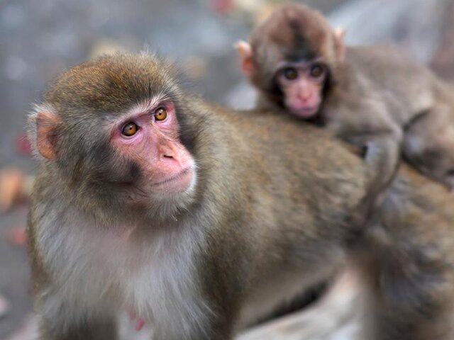    Фото: depositphotos/olga_gl