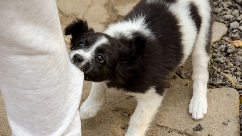    Фото: ValeriyPH / Shutterstock / ФОТОДОМ