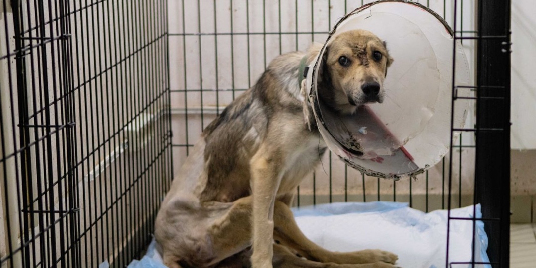 Каждый шаг — через боль и нашу поддержку. Сбитый на трассе Базз заново учится жить.