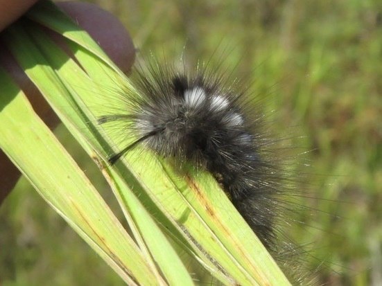 Фото: Минприроды Курской области