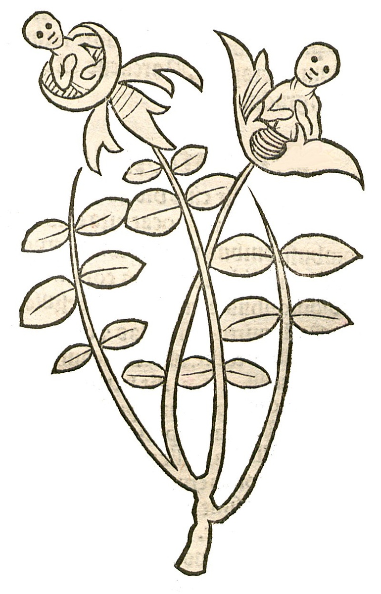 Иллюстрация из «Hortus Sanitatis»