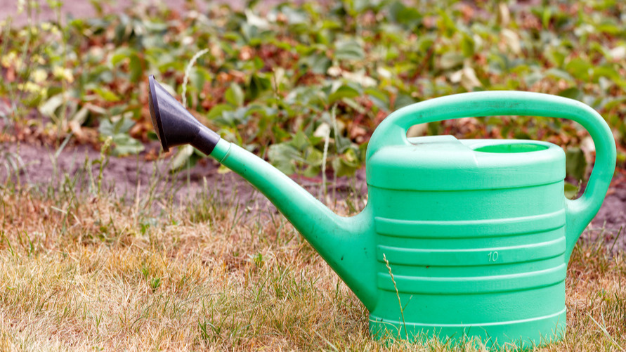 Поливаю клубнику дрожжевой водой осенью. Агроном показал забытый способ