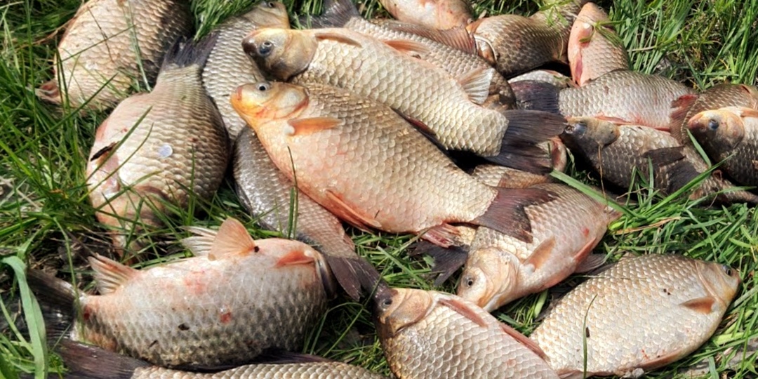 Эту наживку карась не выплевывает никогда🎣Как сделать вечную наживку за 5 минут дома