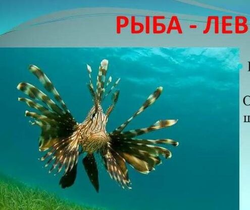 Эволюция рыб часть 1.